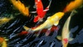 Beautiful and colorful Japanese Koi carp fish. Royalty Free Stock Photo