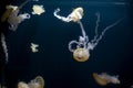 Beautiful colorful jellyfish on dark background in an Aquarium Jellyfishes. Wallpaper, desktop, backrounds, postcard