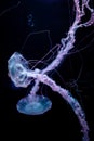 beautiful colorful jellyfish medusa swim underwater in ocean or zoo