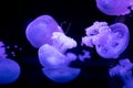 beautiful colorful jellyfish medusa swim underwater in ocean or zoo