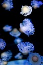 beautiful colorful jellyfish medusa swim underwater in ocean or zoo