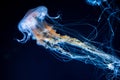 beautiful colorful jellyfish medusa swim underwater in ocean or zoo