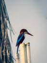 closed up portrait of colorful king fisher