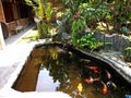 beautiful colorful koi fish pond in the garden during sunny day Royalty Free Stock Photo