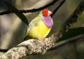 A beautiful and colorful Lady Gouldian finch on the tree Royalty Free Stock Photo