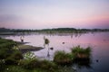 A beautiful, colorful landscape of a misty swamp during the sunrise. Atmospheric, tranquil wetland scenery with sun Royalty Free Stock Photo