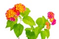 Beautiful colorful Lantana camara flower is isolated on white ba