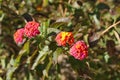 Lantana Camara flowers in the garden Royalty Free Stock Photo