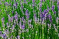 Beautiful and colorful lavender aromatic