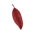 Beautiful colorful leaf of bird cherry tree, with flowers, fruits.