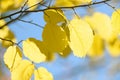 Beautiful colorful leaves in autumn forest. Red, orange, yellow, green and brown autumn leaves. Hazel foliage. Seasonal background Royalty Free Stock Photo