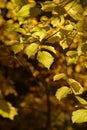 Beautiful colorful leaves in autumn forest. Red, orange, yellow, green and brown autumn leaves. Hazel foliage. Seasonal background Royalty Free Stock Photo