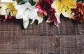 beautiful colorful lily flower on rustic wooden background. gorgeous bloom lilies on rustic wood backdrop. space for text. Royalty Free Stock Photo