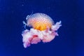 Beautiful and colorful live jellyfish floating inside the sea