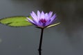 Beautiful colorful Lotus Flower and green leaf in the pool. with blur and dark background Royalty Free Stock Photo