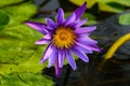 Beautiful colorful Lotus Flower and green leaves in the pool. Royalty Free Stock Photo