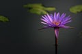 Beautiful colorful Lotus Flower and green leaves in the pool. Royalty Free Stock Photo