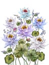 Beautiful colorful lotus flowers with leaves and bellflowers on white background. Floral illustration. Isolated.