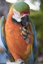 Beautiful colorful Macaw parrot eating a walnut