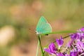 Callophrys paulae butterfly on flower