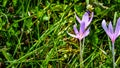 Beautiful colorful magic blooming first spring flowers purple crocus in wild nature. Selective focus, close up, copy space Royalty Free Stock Photo