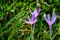 Beautiful colorful magic blooming first spring flowers purple crocus in wild nature. Selective focus, close up, copy space Royalty Free Stock Photo