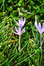 Beautiful colorful magic blooming first spring flowers purple crocus in wild nature. Selective focus, close up, copy space Royalty Free Stock Photo