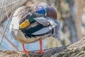 Beautiful colorful male mallard preening during Spring migrations at Wood Lake Nature Center in Minnesota