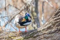 Beautiful colorful male mallard preening during Spring migrations at Wood Lake Nature Center in Minnesota Royalty Free Stock Photo