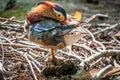 Beautiful colorful Mandarin duck, Aix galericulata, cleans feathers on a stone near the pond Royalty Free Stock Photo
