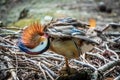 Beautiful colorful Mandarin duck, Aix galericulata, cleans feathers on a stone near the pond Royalty Free Stock Photo