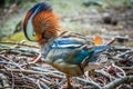 Beautiful colorful Mandarin duck, Aix galericulata, cleans feathers on a stone near the pond Royalty Free Stock Photo