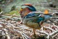 Beautiful colorful Mandarin duck, Aix galericulata, on a stone near pond Royalty Free Stock Photo