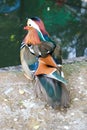 Beautiful colorful mandarin duck by the pond closeup Royalty Free Stock Photo
