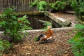 A beautiful colorful mandarin duck walks near the artificial pond in the zoo. Royalty Free Stock Photo