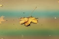 A beautiful colorful maple leaf is fallen on the water Royalty Free Stock Photo