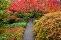 Beautiful and colorful maple trees in autumn garden Royalty Free Stock Photo