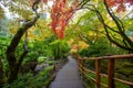 Beautiful and colorful maple trees in autumn garden Royalty Free Stock Photo