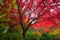 Beautiful and colorful maple trees in autumn garden Royalty Free Stock Photo