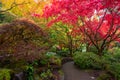 Beautiful and colorful maple trees in autumn garden Royalty Free Stock Photo