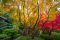 Beautiful and colorful maple trees in autumn garden Royalty Free Stock Photo