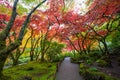 Beautiful and colorful maple trees in autumn garden Royalty Free Stock Photo