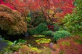 Beautiful and colorful maple trees in autumn garden Royalty Free Stock Photo