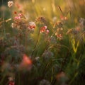 Beautiful colorful meadow of wildflowers Royalty Free Stock Photo