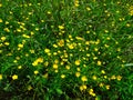 A beautiful colorful meadow of wildflowers. Summer. Green meadow in sunlight. Yellow flowers on the field Royalty Free Stock Photo