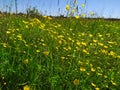 A beautiful colorful meadow of wildflowers. Summer. Green meadow in sunlight. Yellow flowers on the field Royalty Free Stock Photo