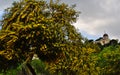 Beautiful colorful mimosa Acacia Baileyana tree full of yellow flowers. Vibrant spring image. National Observatory of Athens in