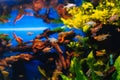 Beautiful colorful Moenkhausia pittieri fish swimming in water