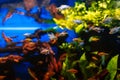 beautiful colorful Moenkhausia pittieri fish swimming in water