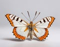 Beautiful colorful monarch butterfly isolated on white background.AI Generative